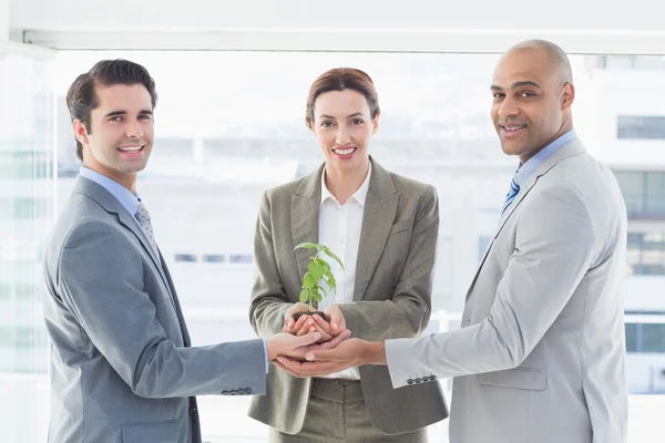 Compañeros de negocios manteniendo planta juntos — Foto de Stock