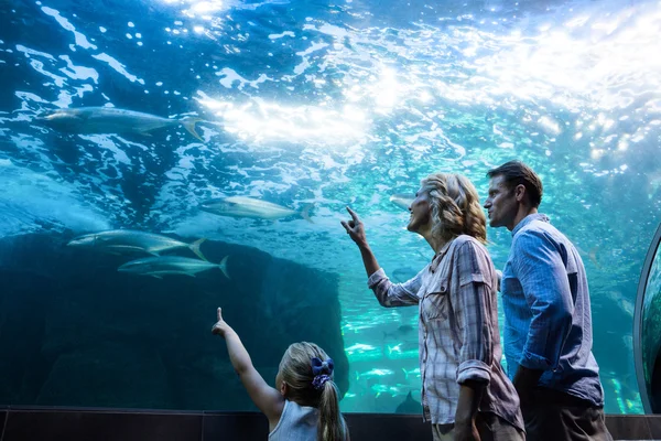 Семья, направляющая рыбу в аквариум — стоковое фото