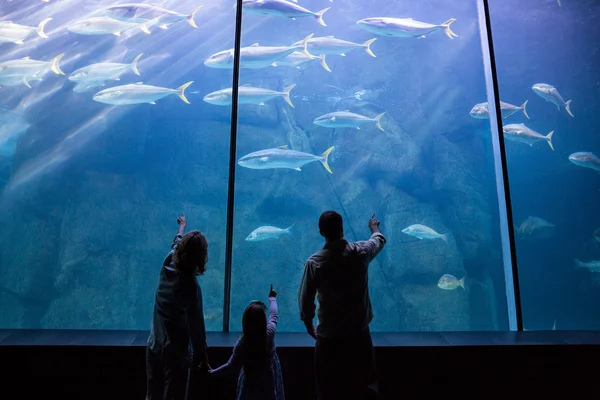 Familie schaut sich Fischbecken an — Stockfoto