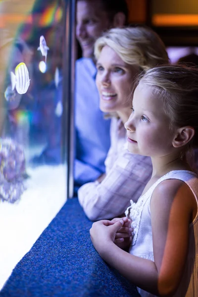 Family looking at starfish in tank — Stok fotoğraf