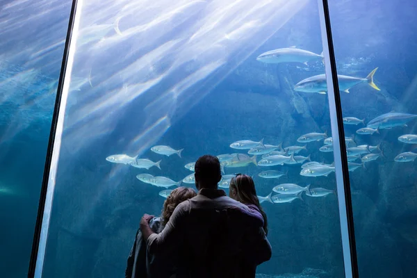 Семья смотрит на аквариум — стоковое фото