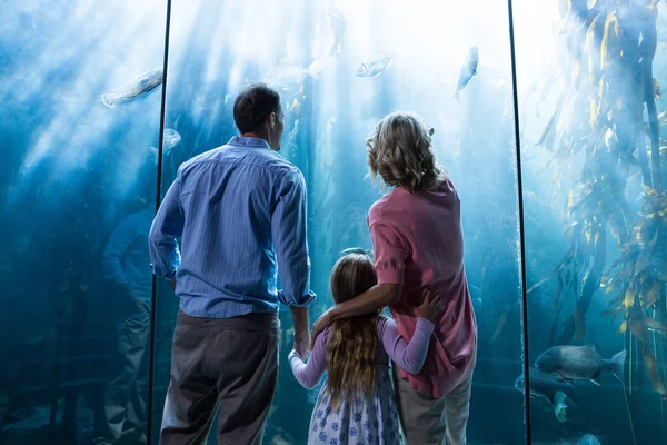 Familie schaut auf Fischbecken — Stockfoto