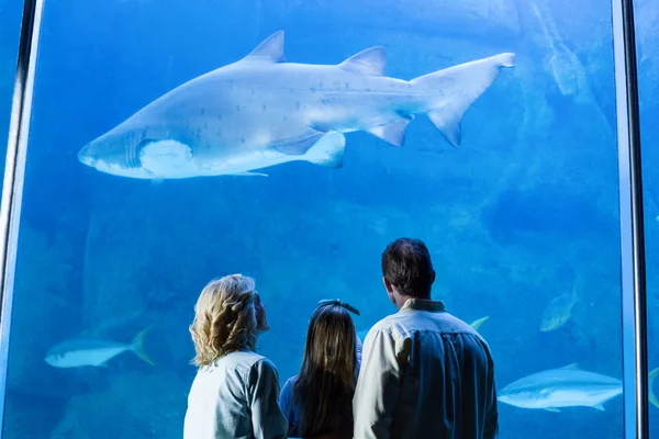 Familie beobachtet die Panzerfische — Stockfoto