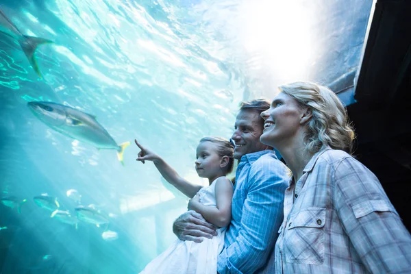 Familly looking at fish tank — 图库照片