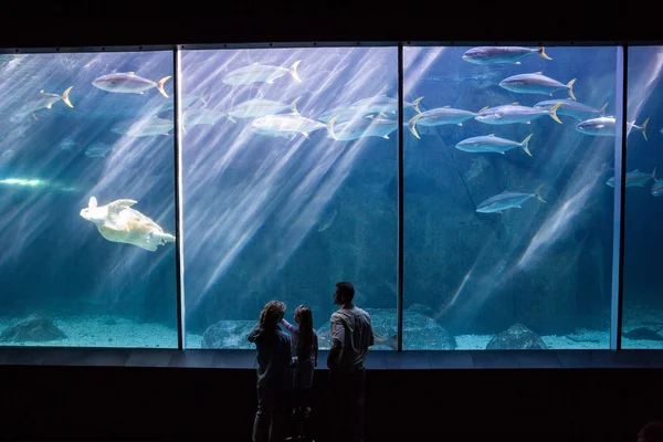 Familie schaut sich das Fischbecken an — Stockfoto