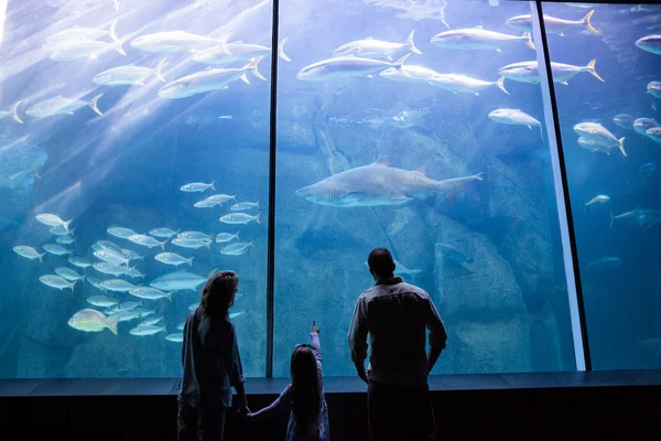 Familie schaut sich Fischbecken an — Stockfoto