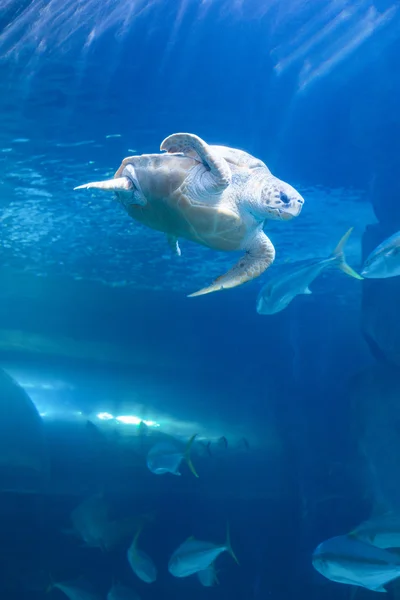Teknős úszás egy tank — Stock Fotó