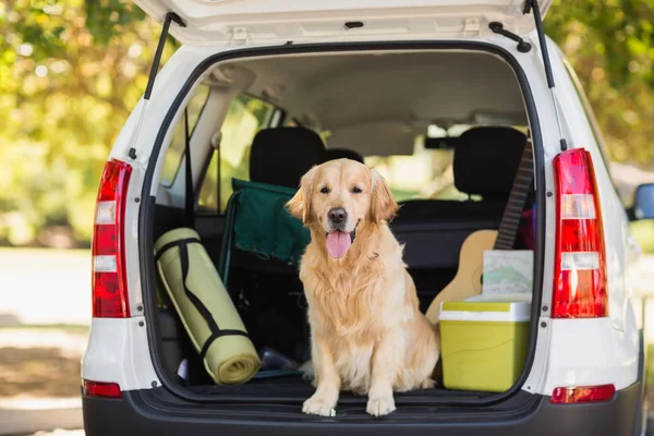 Perro doméstico en el maletero —  Fotos de Stock