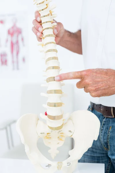 Läkare visar anatomiska ryggraden — Stockfoto