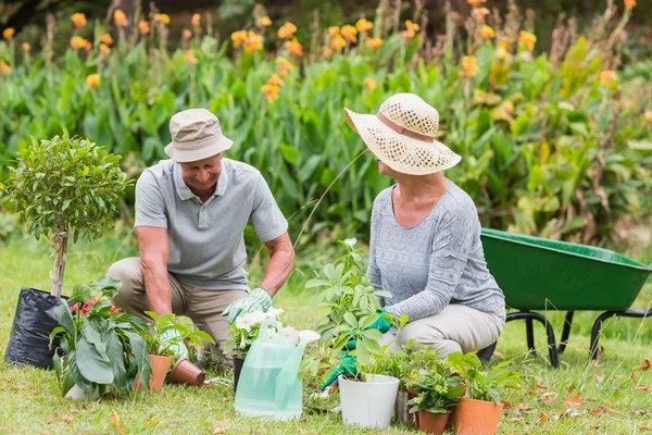 Happy grandmother and grandfather gardening — Stock Photo, Image