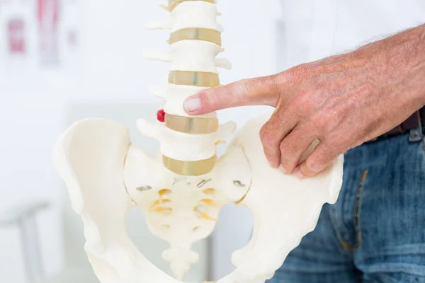 Läkare visar anatomiska ryggraden — Stockfoto