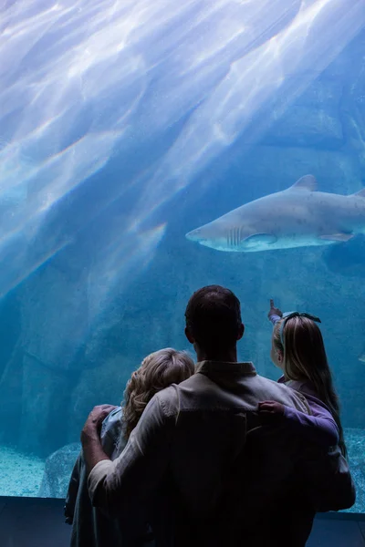 Familie schaut sich Fischbecken an — Stockfoto