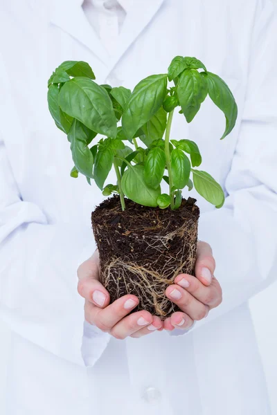 Doctor holing basil plant — Zdjęcie stockowe