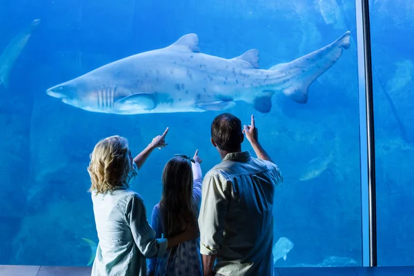 Family pointing at shark in a tank — Stock fotografie