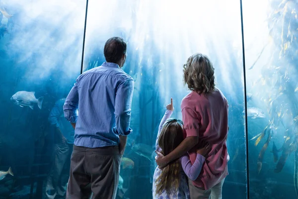 Familie schaut auf Fischbecken — Stockfoto