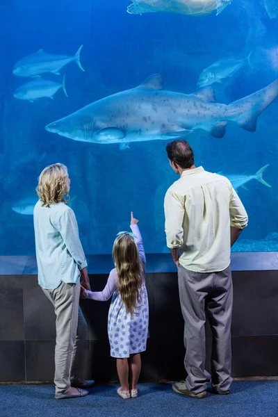 Family looking at the fish tank — Zdjęcie stockowe