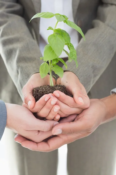 Colegas de negócios segurando planta juntos — Fotografia de Stock