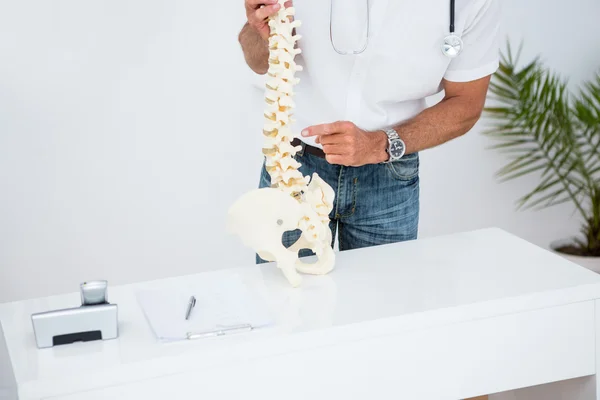 Läkare visar anatomiska ryggraden — Stockfoto