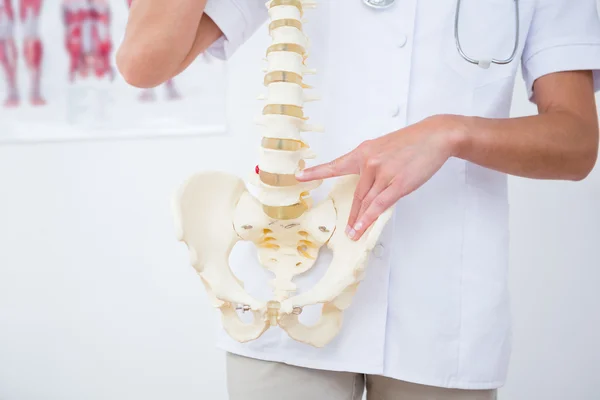 Доктор, що показує анатомічний хребет — стокове фото