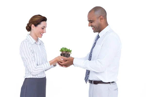 Business colleagues holding plant together — Stock Photo, Image
