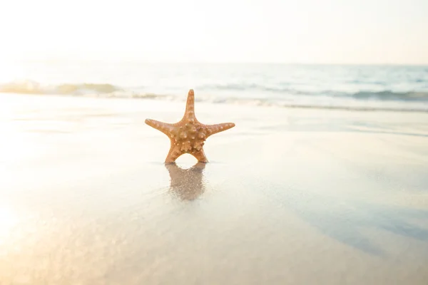 Starfish on sand on see — Stock Photo, Image