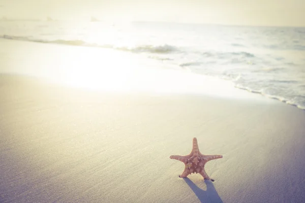 Estrella de mar en la arena en ver — Foto de Stock