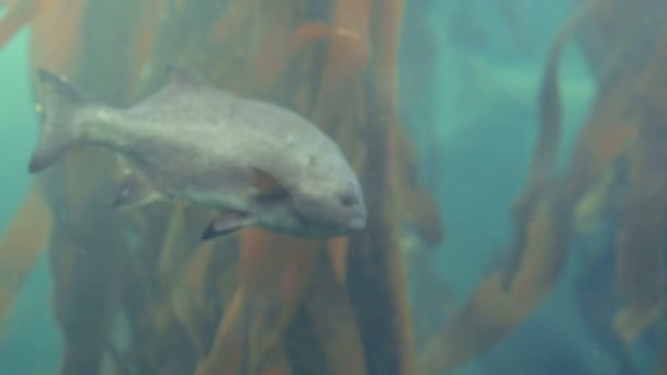 Mladíkovi dotýkat akvárium — Stock video