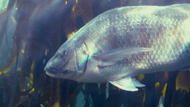 Рыба плавает в аквариуме — стоковое видео