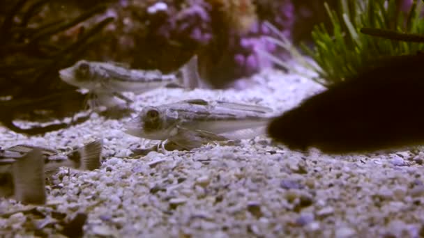 Poissons nageant dans un aquarium — Video