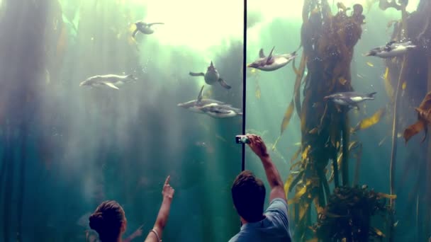 Paar kijken bij pinguïns in de aquarium — Stockvideo