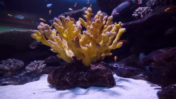 Fische im Aquarium — Stockvideo