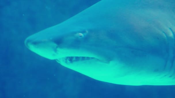 Requin nageant dans un aquarium — Video