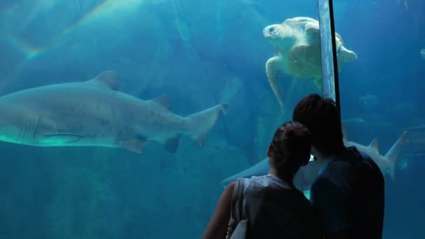 Casal admirando tartaruga marinha nadando com tubarão — Vídeo de Stock