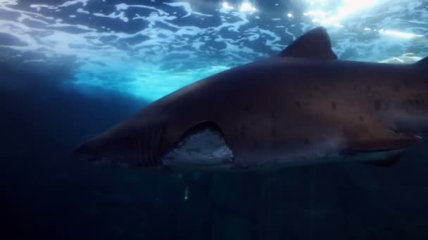 Tiburón nadando en la pecera — Vídeo de stock