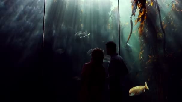 Familia feliz mirando peces — Vídeos de Stock