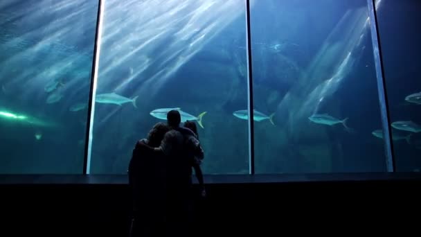 Glückliche Familie schaut sich Fische an — Stockvideo