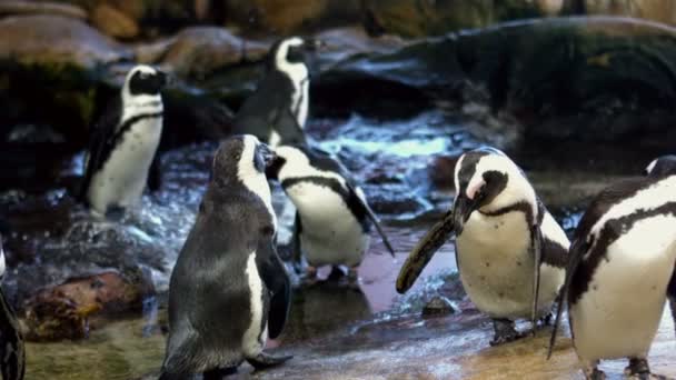 Pingüinos en su recinto — Vídeo de stock