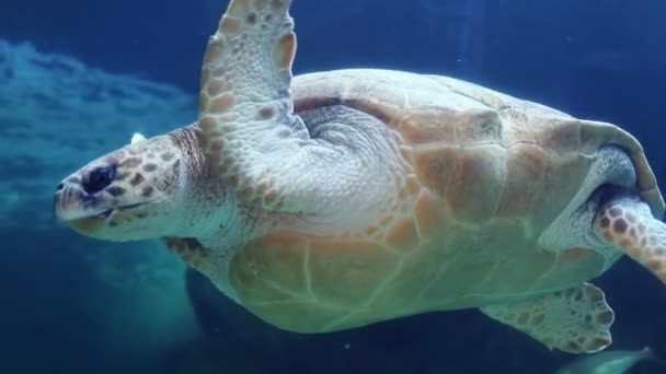 Tortuga nadando en un tanque — Vídeos de Stock