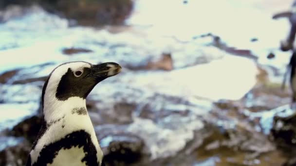 Pingüinos en su recinto — Vídeo de stock