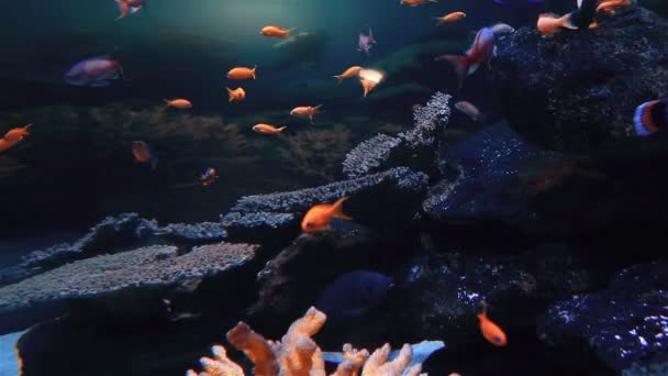Tropische Fische schwimmen in einem Becken — Stockvideo