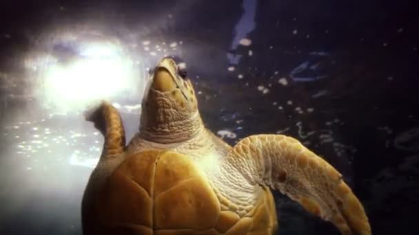 Tortue nageant dans un aquarium — Video