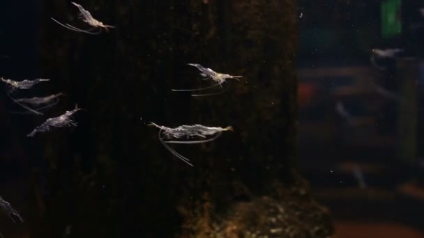 Poissons nageant dans un aquarium — Video