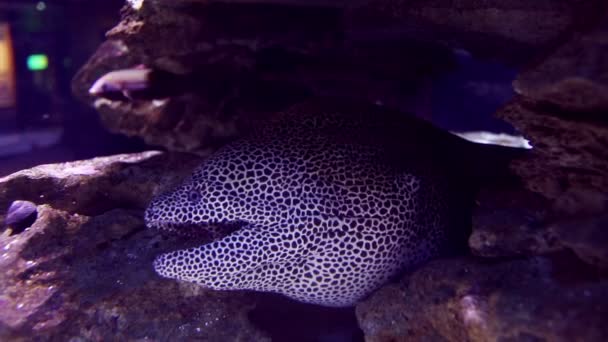 Créature marine dans un aquarium — Video