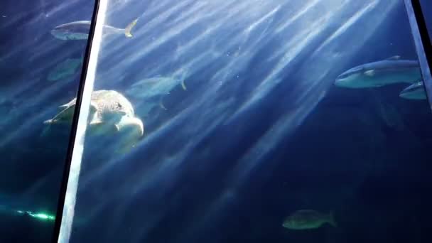 Tortue nageant dans un aquarium — Video