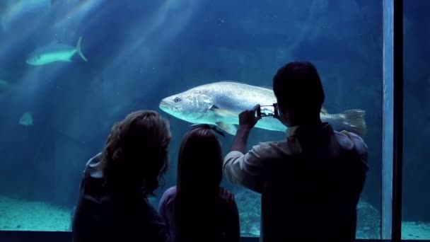 Famille heureuse regardant le poisson — Video