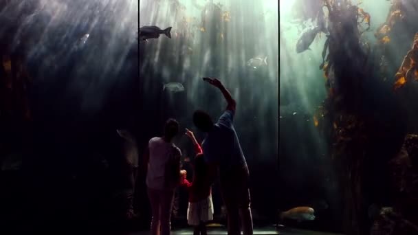 Семья смотрит на рыбу и фотографирует — стоковое видео