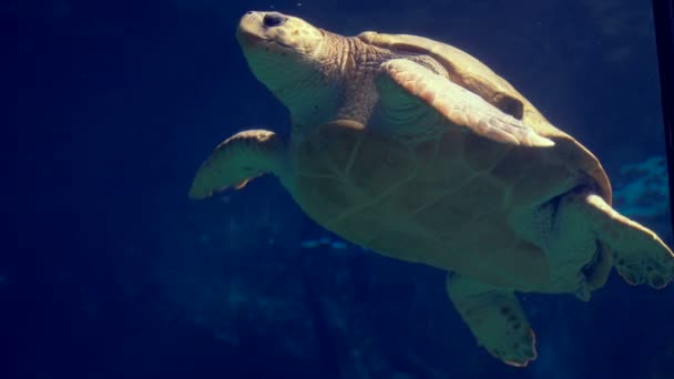Tortuga marina nadando en acuario — Vídeos de Stock