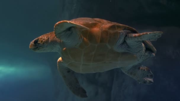 Tortuga marina nadando en acuario — Vídeos de Stock