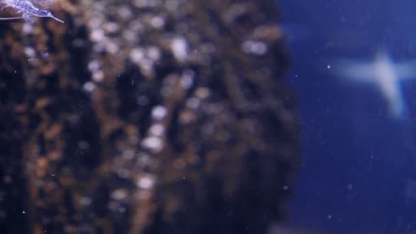 Criaturas marinas nadando en una pecera — Vídeo de stock