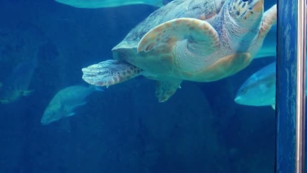 Schildkröte schwimmt im Fischbecken — Stockvideo